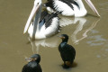 Pelicans-and-young-Great-Cormorants-Melbourne-Zoo