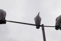 Pelicans-on-light-pole-Eden-Wharf-NSW