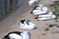 Pelicans-resting-1-Lakes-Entrance-VIC