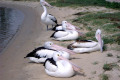 Pelicans-resting-2-Lakes-Entrance-VIC