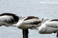 Pelicans-resting