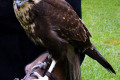 Peregrine-Falcon-1-Falco-peregrinus-Tasmanian-Devil-Conservation-Park-TAS