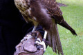 Peregrine-Falcon-5-Tasmanian-Devil-Conservation-Park-TAS