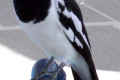 Pied-Butcherbird-Cracticus-nigrogularis-1-Bribie-Is-Qld