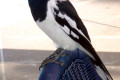 Pied-Butcherbird-Cracticus-nigrogularis-2-Bribie-Is-Qld