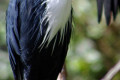 Pied-Heron-Ardea-picata-1-Melb-Zoo-VIC