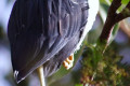 Pied-Heron-Ardea-picata-2-Melb-Zoo-VIC