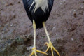 Pied-Heron-Ardea-picata-Healesville-VIC