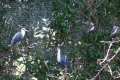 Pied-Herons-Crested-Pigeons-right-Melbourne-Zoo