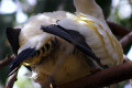 Pied-Imperial-Pigeon-2-Melb-Zoo-VIC