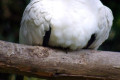 Pied-Imperial-Pigeon-Ducula-bicolor-1-Melb-Zoo-VIC