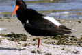 Pied-Oystercatcher-Haematopus-longirostris-Lakes-Entrance-VIC