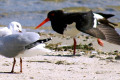 Pied-Oystercatcher-and-Silver-Gull-Lakes-Entrance-VIC