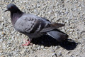 Pigeon-1-outside-Melbourne-Museum