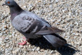 Pigeon-2-outside-Melbourne-Museum