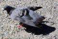 Pigeon-3-outside-Melbourne-Museum