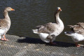 Pilgrim-Geese-Naracoorte-SA