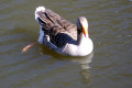 Pilgrim-Goose-Naracoorte-SA