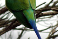 Plum-headed-Parakeet-Psittacula-cyanocephala-Plum-Head-Male-Ballarat-Bird-World-VIC