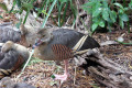 Plumed-Whistling-Duck-Melbourne-Zoo