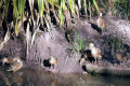 Plumed-Whistling-Ducks-Australia-Zoo-QLD