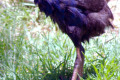 Purple-Swamphen-Purple-Moorhen-Purple-Gallinule-or-Purple-Coot-Porphyrio-porphyrio-juvenile-1-Dubbo-NSW