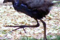 Purple-Swamphen-Purple-Moorhen-Purple-Gallinule-or-Purple-Coot-Porphyrio-porphyrio-juvenile-2-Dubbo-NSW