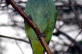 Purple-crowned-Lorikeet-Glossopsitta-porphyrocephala-1-Healesville-VIC