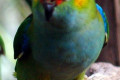 Purple-crowned-Lorikeet-Glossopsitta-porphyrocephala-1-Melb-Zoo-VIC