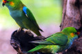 Purple-crowned-Lorikeets-Glossopsitta-porphyrocephala-2-Melb-Zoo-VIC