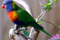 Rainbow-Lorikeet-02-my-backyard-VIC