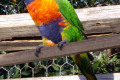 Rainbow-Lorikeet-1-VIC