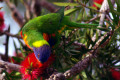 Rainbow-Lorikeet-Trichoglossus-haematodus-1-Swan-Reach-VIC