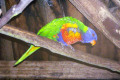 Rainbow-Lorikeet-Trichoglossus-haematodus-1-TDCP-TAS