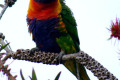 Rainbow-Lorikeet-Trichoglossus-haematodus-2-Swan-Reach-VIC