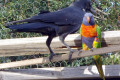 Rainbow-Lorikeet-and-Crow-VIC