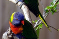 Rainbow-Lorikeets-01-my-backyard-VIC