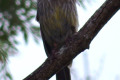 Red-Wattlebird-Anthochaera-carunculata-2-Swan-Reach-VIC