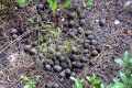 050-MPP-elk-poo