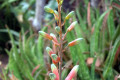 Aloe-vera-flower-1