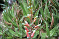 Aloe-vera-flower-2