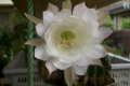 Echinocereus-hybrid-3