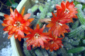 Echinopsis-Chamaecereus-sylvestri-Peanut-Cactus