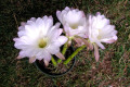 Echinopsis-multiplex