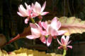 Epiphyllum-Deutche-Kaiserin