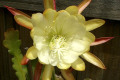 Epiphyllum-cream-1