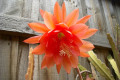 Epiphyllum-orange