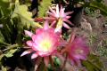 Epiphyllum-pink-blooms