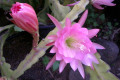 Epiphyllum-pink