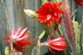 Epiphyllum-red-blooms